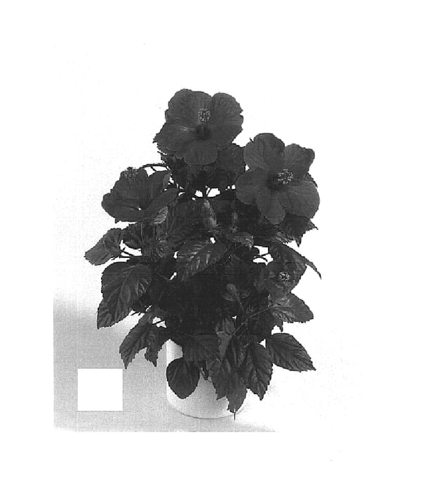 Figure 1 of US plant patent PP15268, the photograph of Santa Fe printed in the patent.