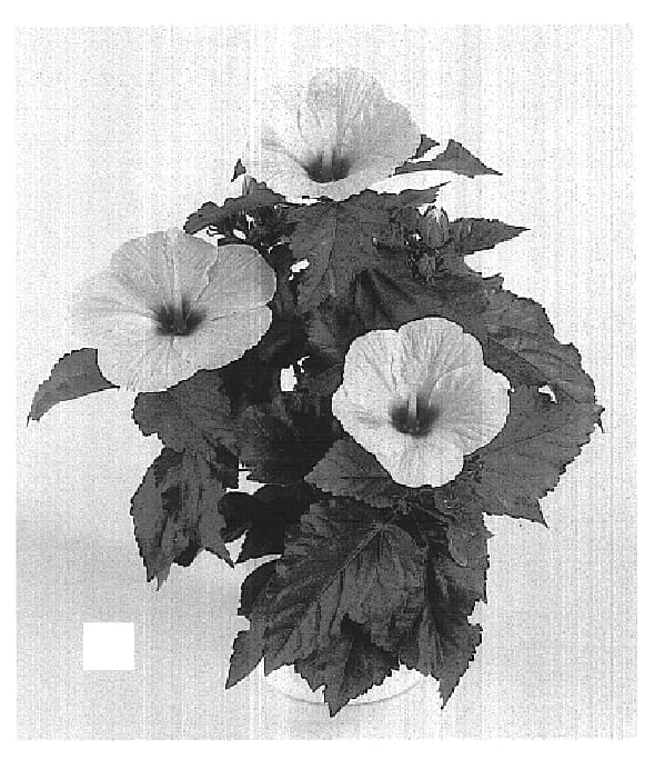 Figure 1 of US plant patent PP15269, the photograph of Dallas printed in the patent.