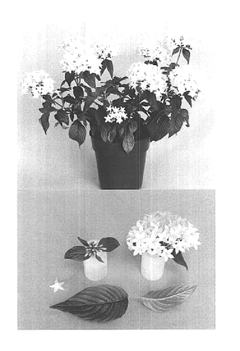 Figure 1 of US plant patent PP15270, the photograph of Lava White printed in the patent.