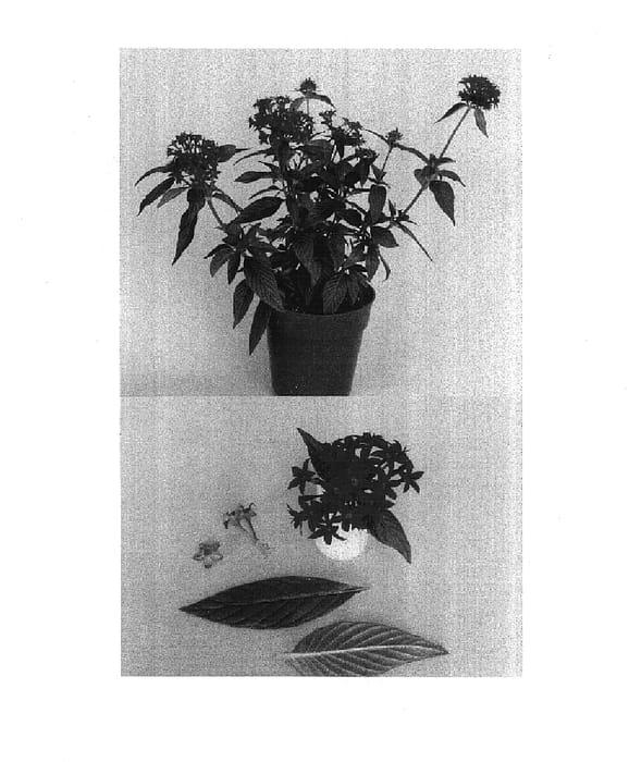 Figure 1 of US plant patent PP15271, the photograph of Lava Cerise printed in the patent.