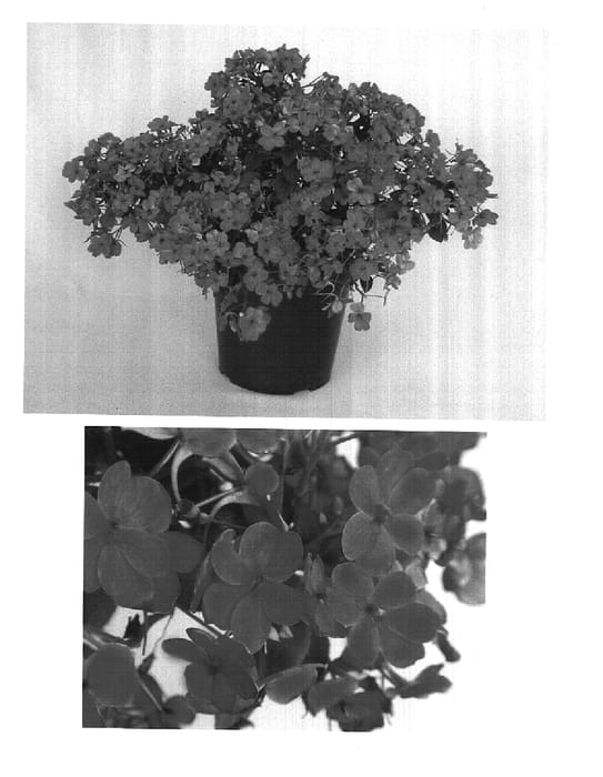 Figure 1 of US plant patent PP15272, the photograph of Bodlizros printed in the patent.