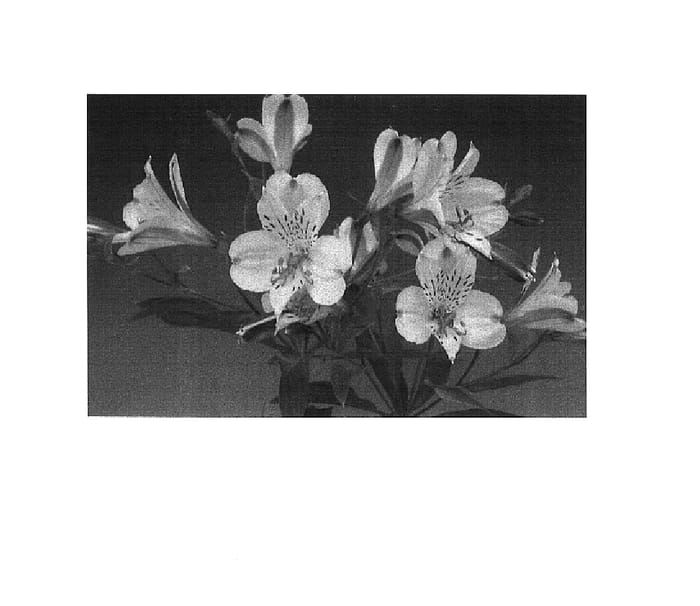 Figure 1 of US plant patent PP15274, the photograph of Zalsasenan printed in the patent.