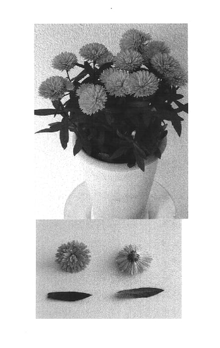 Figure 1 of US plant patent PP15275, the photograph of Victoria Ilona printed in the patent.