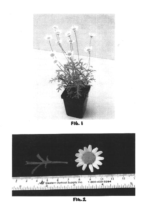 Figure 1 of US plant patent PP15276, the photograph of OHAR01241 printed in the patent.