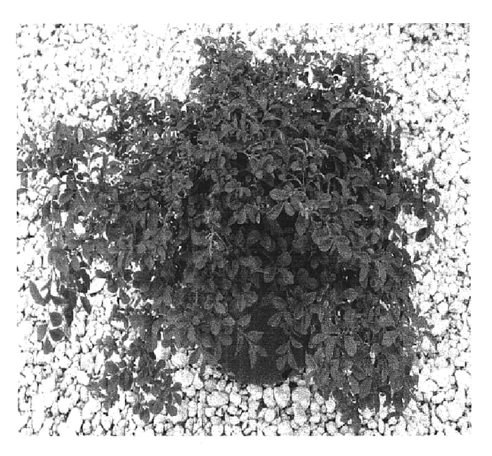 Figure 1 of US plant patent PP15277, the photograph of Bill Wallace printed in the patent.