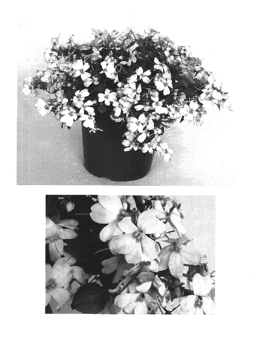 Figure 1 of US plant patent PP15278, the photograph of Bodlizchbut printed in the patent.