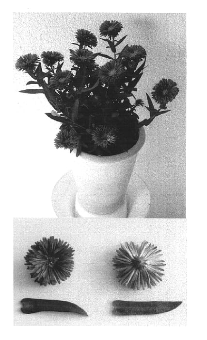 Figure 1 of US plant patent PP15279, the photograph of Victoria Gaby printed in the patent.