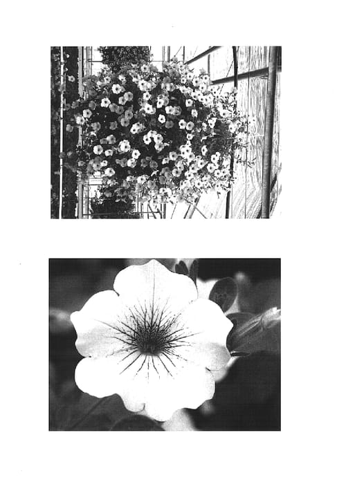 Figure 1 of US plant patent PP15280, the photograph of Wespecawhite printed in the patent.