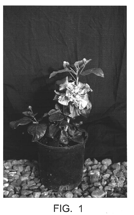 Figure 1 of US plant patent PP15281, the photograph of Nova printed in the patent.