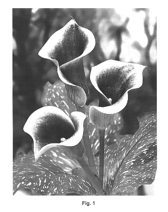 Figure 1 of US plant patent PP15282, the photograph of Picasso printed in the patent.