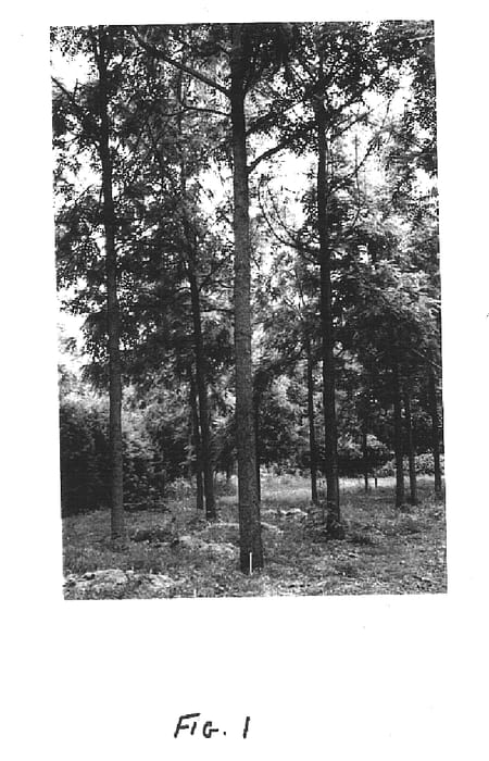 Figure 1 of US plant patent PP15283, the photograph of Beineke 2 printed in the patent.