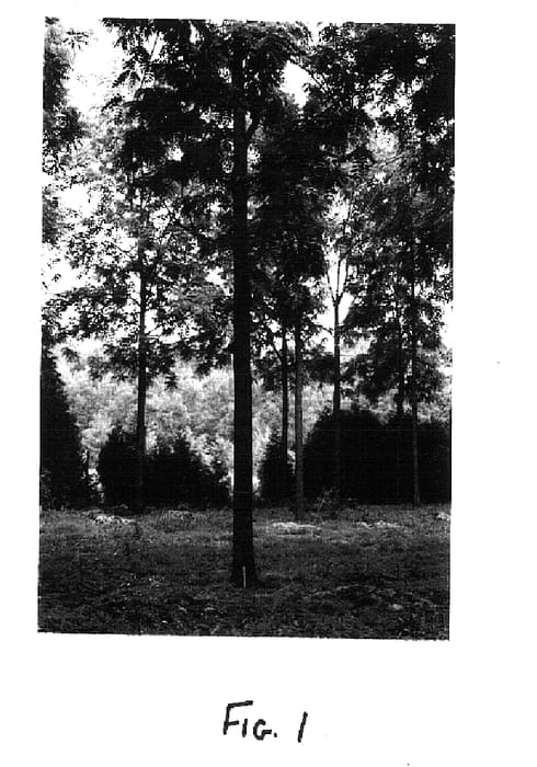 Figure 1 of US plant patent PP15284, the photograph of Beineke 3 printed in the patent.