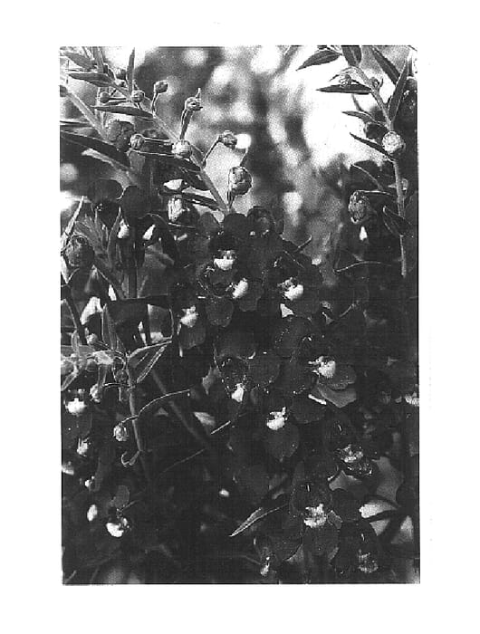 Figure 1 of US plant patent PP15285, the photograph of Cart Pur printed in the patent.