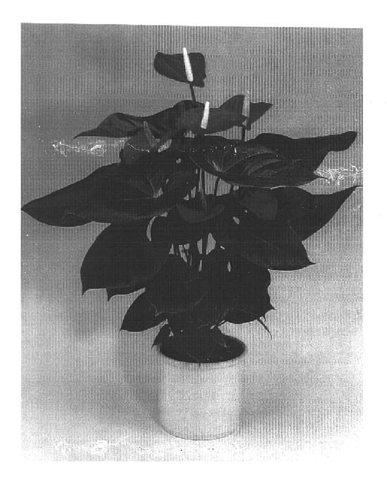Figure 1 of US plant patent PP15286, the photograph of Anthbneq printed in the patent.