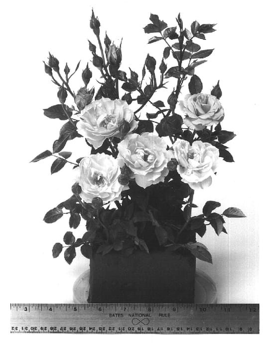 Figure 1 of US plant patent PP15287, the photograph of CHEwpeachdell printed in the patent.
