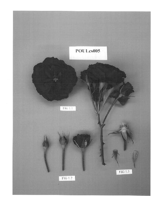 Figure 1 of US plant patent PP15288, the photograph of POULcs005 printed in the patent.