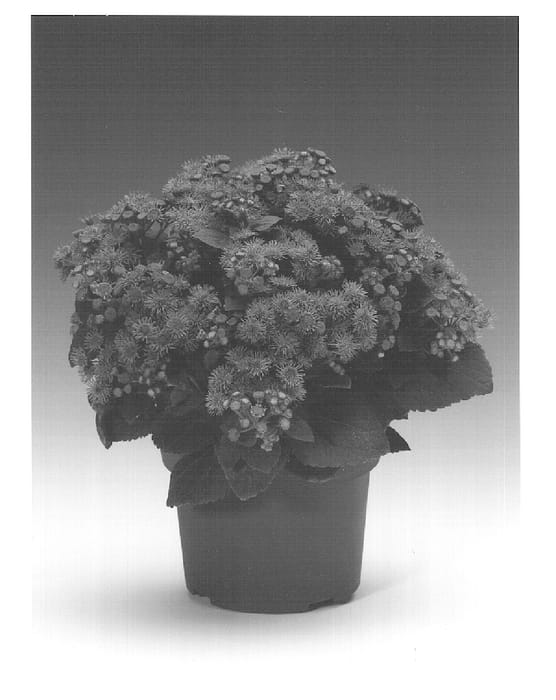 Figure 1 of US plant patent PP15289, the photograph of Agsantis printed in the patent.
