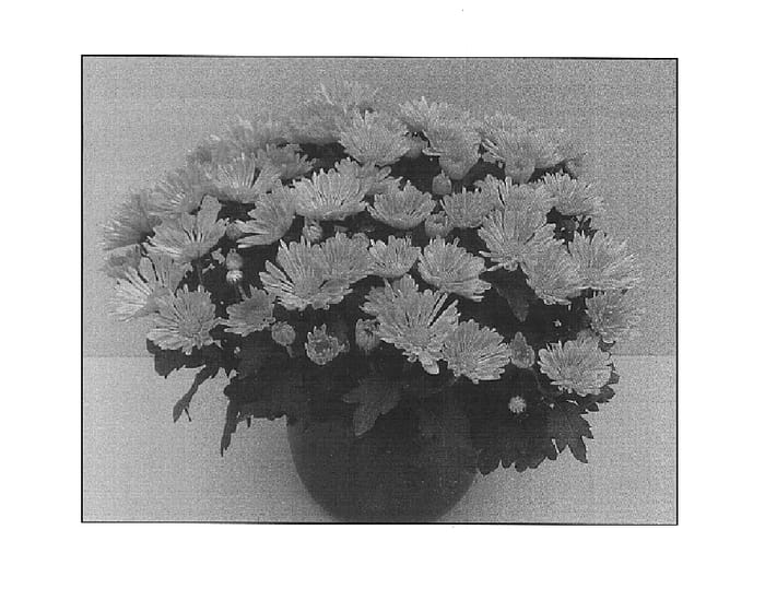 Figure 1 of US plant patent PP15290, the photograph of Swing Time Mandarin printed in the patent.