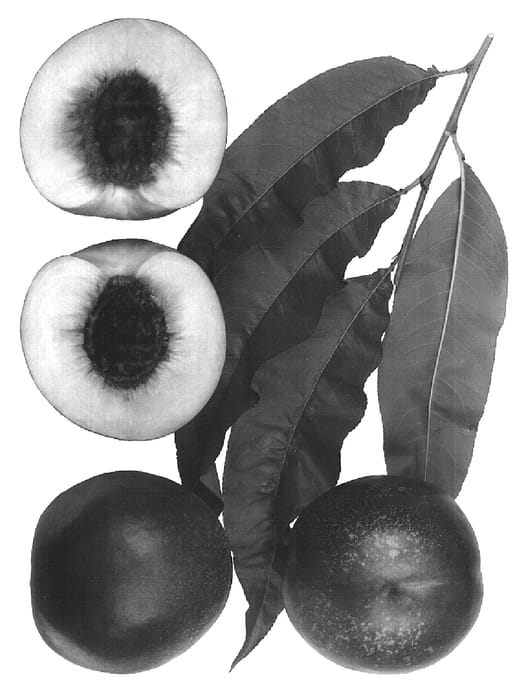 Figure 1 of US plant patent PP15291, the photograph of Honey Diva printed in the patent.