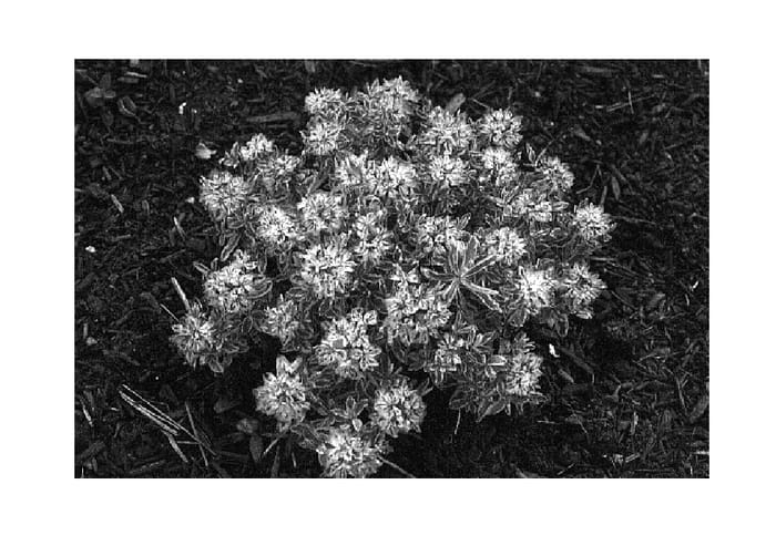Figure 1 of US plant patent PP15292, the photograph of First Blush printed in the patent.