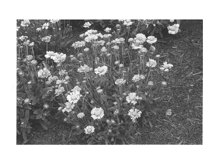 Figure 1 of US plant patent PP15293, the photograph of Summers Kiss printed in the patent.