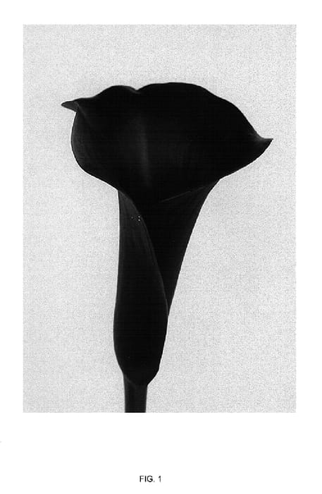 Figure 1 of US plant patent PP15294, the photograph of Hot Chocolate printed in the patent.