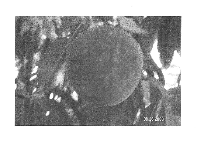 Figure 1 of US plant patent PP15295, the photograph of Peach tree named Weiser printed in the patent.
