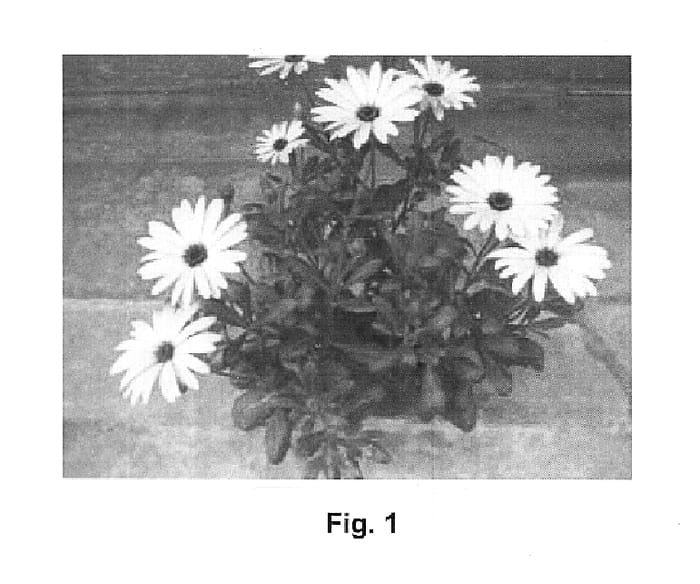 Figure 1 of US plant patent PP15296, the photograph of Sumost 01 printed in the patent.