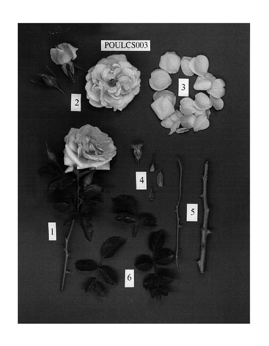 Figure 1 of US plant patent PP15297, the photograph of POULcs003 printed in the patent.