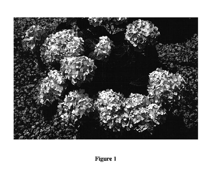 Figure 1 of US plant patent PP15298, the photograph of Bailmer printed in the patent.