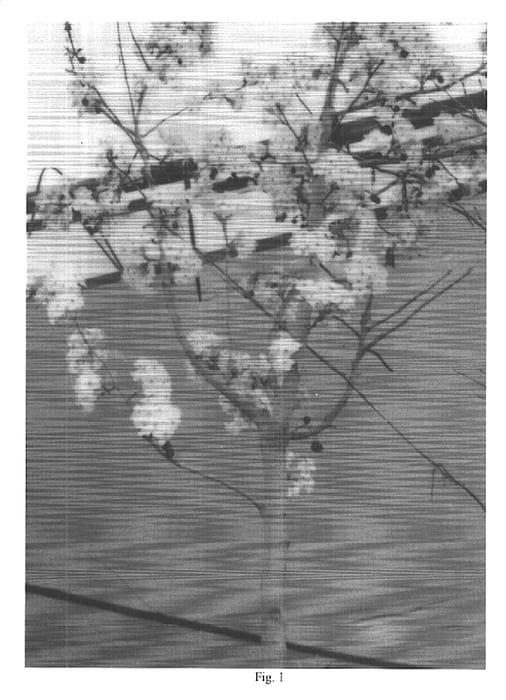 Figure 1 of US plant patent PP15299, the photograph of Flowering pear tree printed in the patent.
