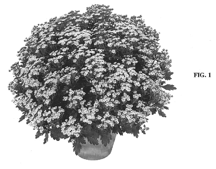 Figure 1 of US plant patent PP15300, the photograph of Chasix printed in the patent.