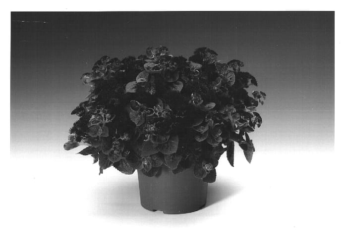 Figure 1 of US plant patent PP15301, the photograph of Agmontis printed in the patent.