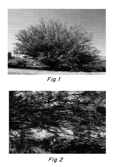Figure 1 of US plant patent PP15303, the photograph of Cooper printed in the patent.