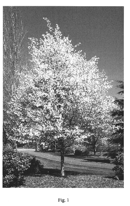 Figure 1 of US plant patent PP15304, the photograph of JFS-Arb printed in the patent.