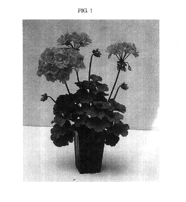 Figure 1 of US plant patent PP15305, the photograph of Balshopink printed in the patent.