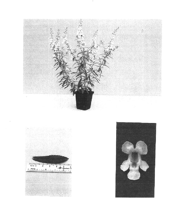 Figure 1 of US plant patent PP15306, the photograph of Balangloud printed in the patent.