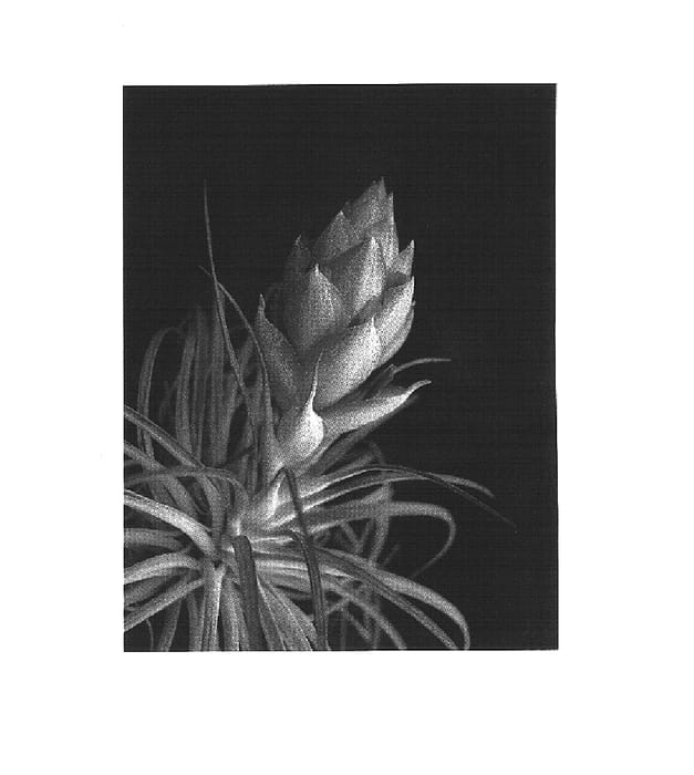 Figure 1 of US plant patent PP15307, the photograph of Tilstsil printed in the patent.