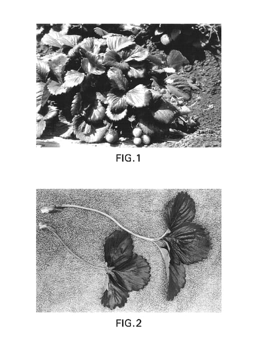 Figure 1 of US plant patent PP15308, the photograph of Driscoll Coronation printed in the patent.
