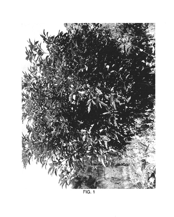 Figure 1 of US plant patent PP15309, the photograph of Merensky 2 printed in the patent.