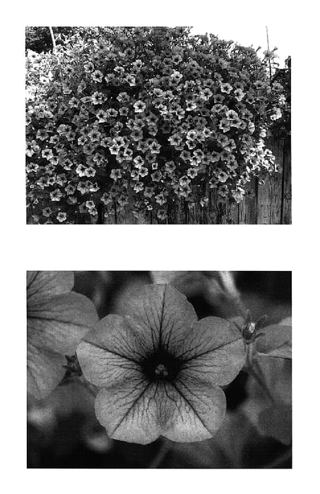 Figure 1 of US plant patent PP15310, the photograph of Wespecavio printed in the patent.