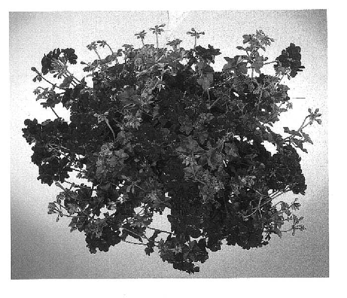 Figure 1 of US plant patent PP15311, the photograph of KLEP02038 printed in the patent.