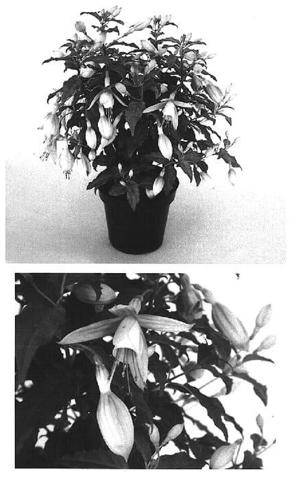 Figure 1 of US plant patent PP15312, the photograph of Kiefudib printed in the patent.