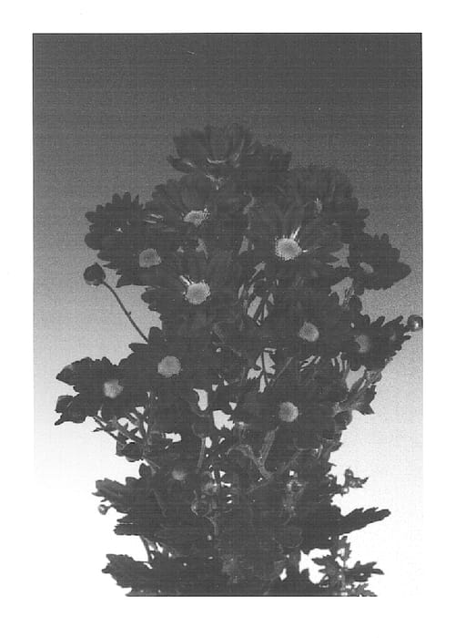 Figure 1 of US plant patent PP15313, the photograph of Panuco printed in the patent.