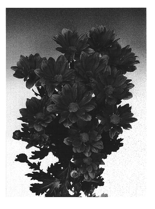Figure 1 of US plant patent PP15314, the photograph of Figrand Splendid printed in the patent.