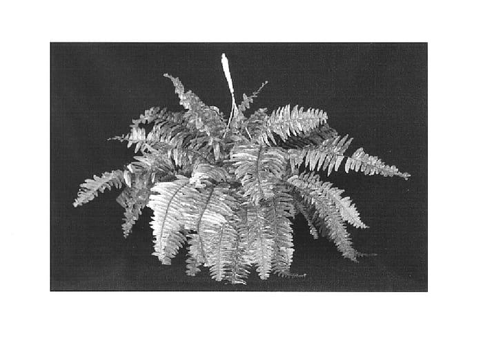 Figure 1 of US plant patent PP15315, the photograph of Tiger Fern printed in the patent.