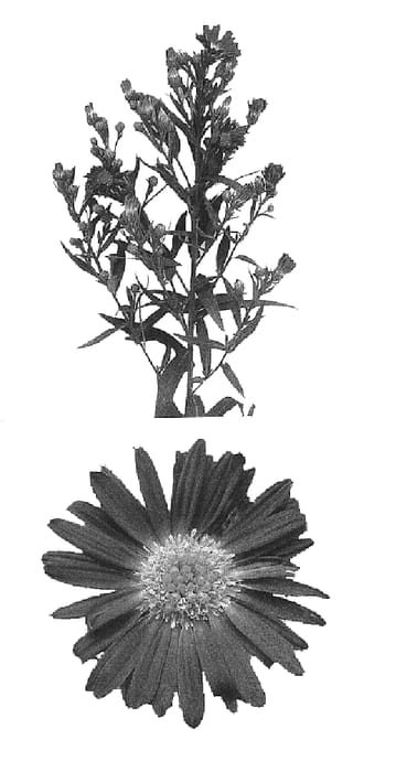 Figure 1 of US plant patent PP15316, the photograph of Esmart printed in the patent.
