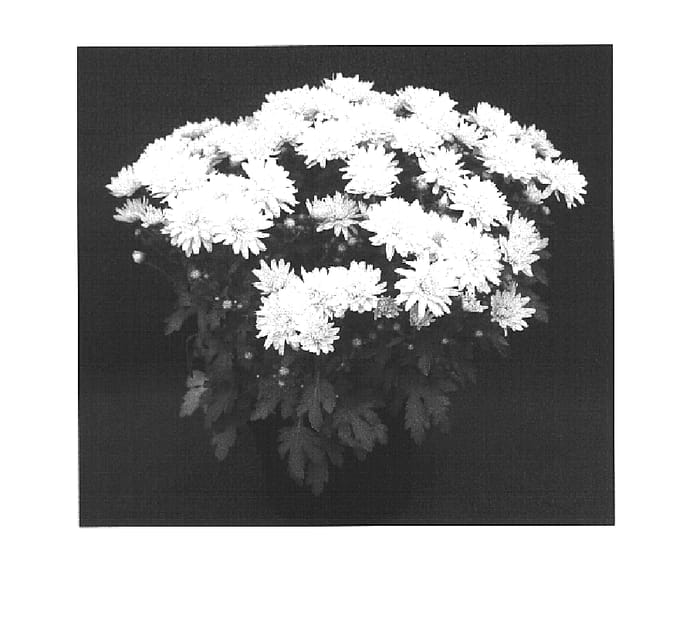 Figure 1 of US plant patent PP15317, the photograph of Golden Yohelga printed in the patent.