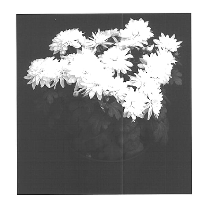 Figure 1 of US plant patent PP15318, the photograph of Yoalexis printed in the patent.
