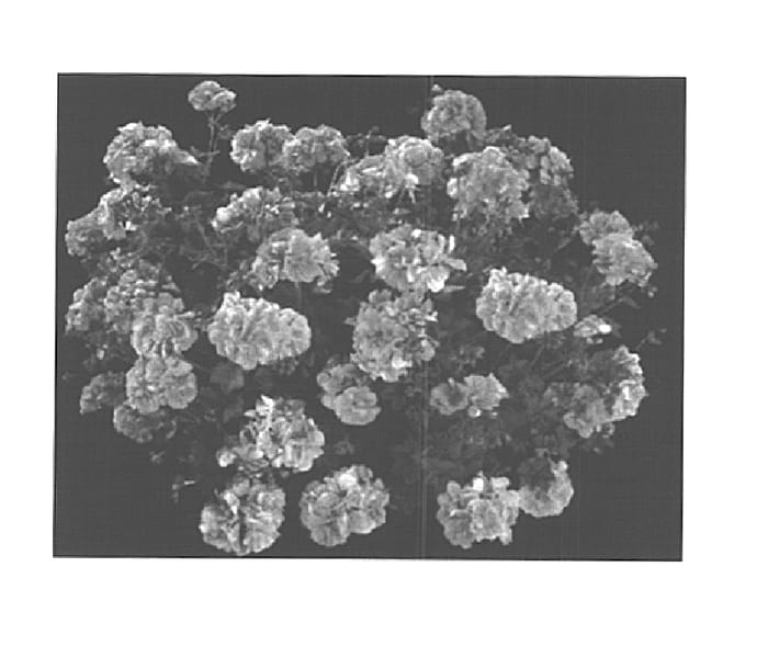Figure 1 of US plant patent PP15319, the photograph of KLEP02060 printed in the patent.